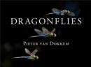 Dragonflies : Magnificent Creatures of Water, Air, and Land - eBook