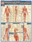 Muscular System - eBook