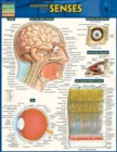 Anatomy Of The Senses : QuickStudy Reference Guide - eBook