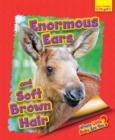 Whose Little Baby Are You? Enormous Ears and Soft Brown Hair - Book