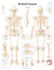 Skeletal System Laminated Poster - Book