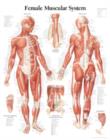 Muscular System with Female Figure Laminated Poster - Book