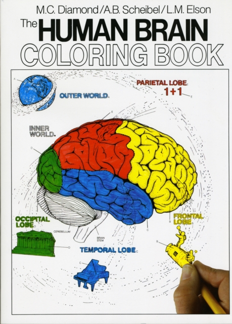 The Human Brain Coloring Book : A Coloring Book, Paperback / softback Book