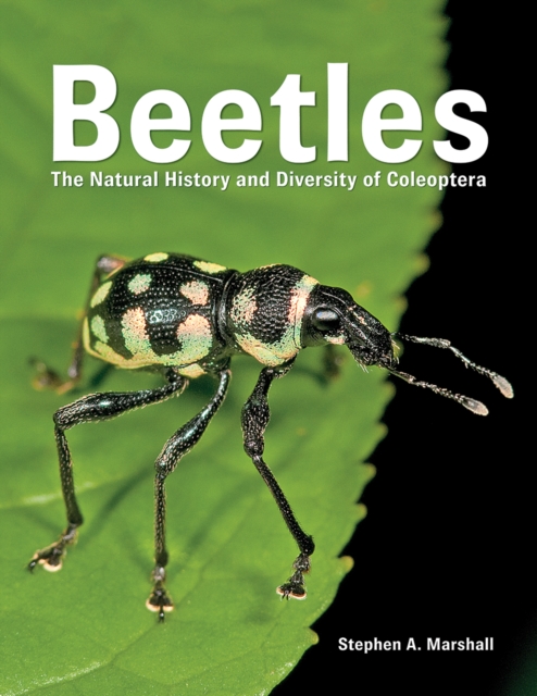 Beetles : The Natural History and Diversity of Coleoptera, Hardback Book