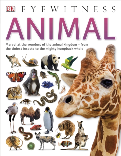 Animal, Paperback / softback Book