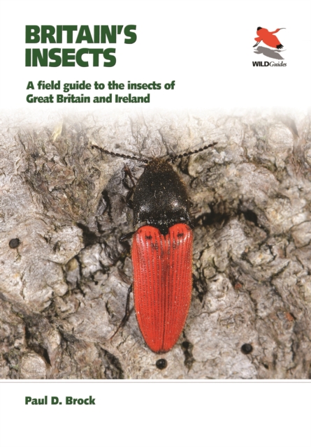 Britain's Insects : A Field Guide to the Insects of Great Britain and Ireland, Paperback / softback Book