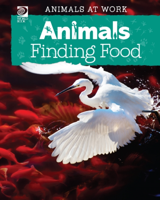 Animals Finding Food, PDF eBook