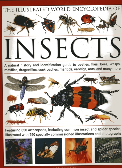 The Illustrated World Encyclopaedia of Insects : A Natural History and Identification Guide to Beetles, Flies, Bees Wasps, Springtails, Mayflies, Stoneflies, Dragonflies, Damselflies, Cockroaches, Man, Hardback Book
