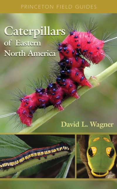 Caterpillars of Eastern North America : A Guide to Identification and Natural History, EPUB eBook