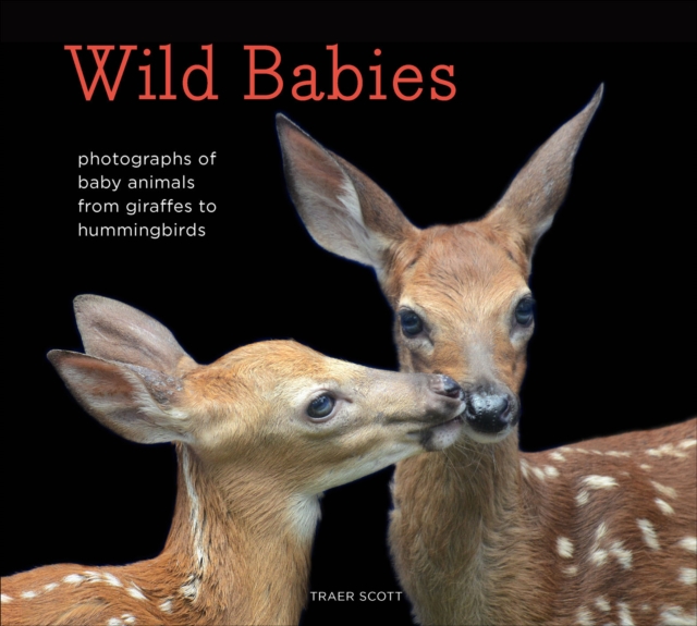 Wild Babies : Photographs of Baby Animals from Giraffes to Hummingbirds, EPUB eBook