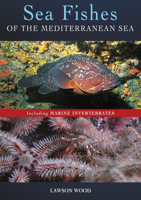 Sea Fishes Of The Mediterranean Including Marine Invertebrates, PDF eBook