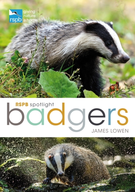 RSPB Spotlight: Badgers, Paperback / softback Book