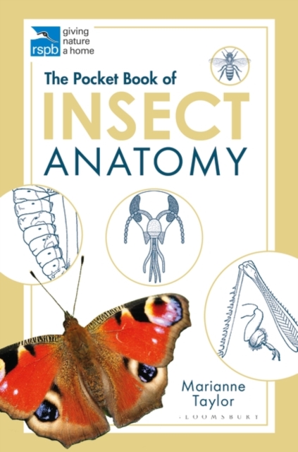 The Pocket Book of Insect Anatomy, Paperback / softback Book