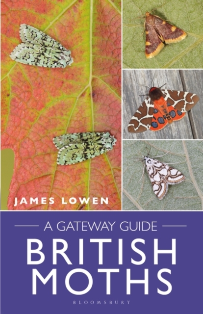 British Moths : A Gateway Guide, PDF eBook