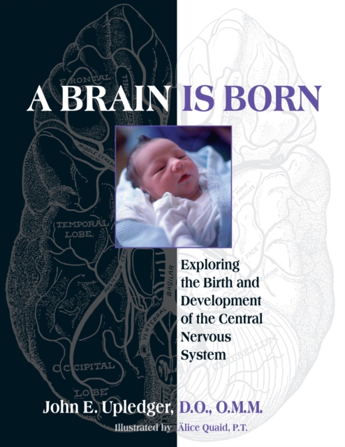 A Brain Is Born : Exploring the Birth and Development of the Central Nervous System, Paperback / softback Book
