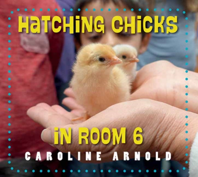 Hatching Chicks in Room 6, Paperback / softback Book