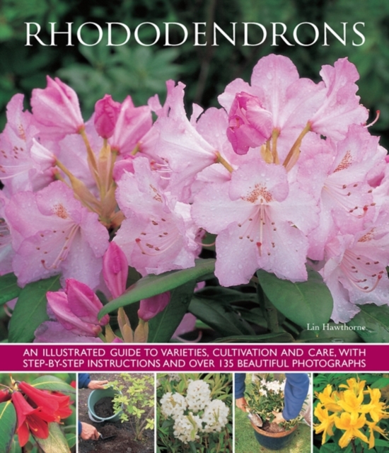 Rhododendrons, Paperback / softback Book