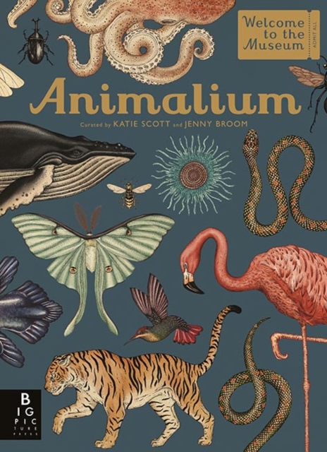 Animalium, Hardback Book