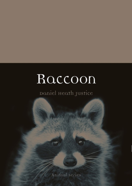 Raccoon, Paperback / softback Book