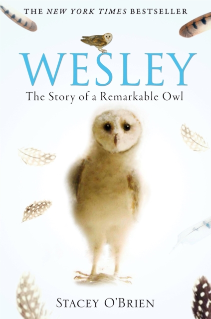 Wesley : The Story of a Remarkable Owl, Paperback / softback Book