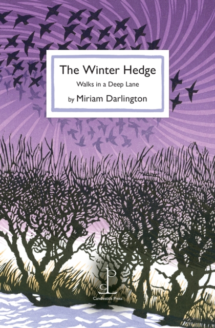 The Winter Hedge : Walks in a Deep Lane, Paperback / softback Book