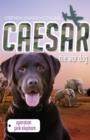 Caesar the War Dog 3: Operation Pink Elephant - eBook