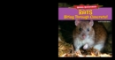 Rats: Biting Through Concrete! - eBook