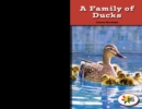 A Family of Ducks - eBook
