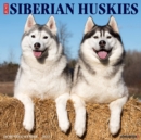 Just Siberian Huskies 2022 Wall Calendar (Dog Breed) - Book