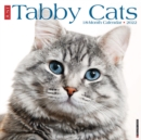 Just Tabby Cats 2022 Wall Calendar (Cat Breed) - Book