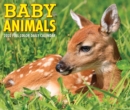 Baby Animals 2022 Box Calendar, Daily Desktop - Book