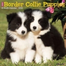 Just Border Collie Puppies 2023 Wall Calendar - Book