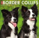 Just Border Collies 2023 Wall Calendar - Book