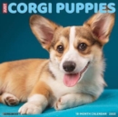 Just Corgi Puppies 2023 Wall Calendar - Book