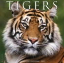Tigers 2023 Wall Calendar - Book