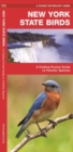 New York State Birds : A Folding Pocket Guide to Familiar Species - Book
