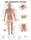 The Lymphatic System Anatomical Chart - Book