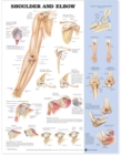 Shoulder and Elbow Anatomical Chart - Book