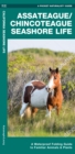 Assateague/Chincoteague Seashore Life : A Waterproof Folding Guide to Familiar Animals & Plants - Book