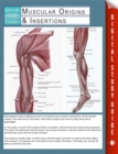 Muscular Origins & Insertions (Speedy Study Guides) - eBook