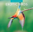 Exotic Birds 2024 Square Wall Calendar - Book