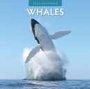 Whales 2024 Square Wall Calendar - Book