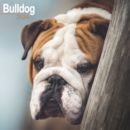 Bulldog Calendar 2024  Square Dog Breed Wall Calendar - 16 Month - Book