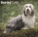 Bearded Collie Calendar 2025 Square Dog Breed Wall Calendar - 16 Month - Book