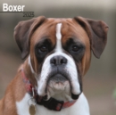 Boxer (Euro) Calendar 2025 Square Dog Breed Wall Calendar - 16 Month - Book