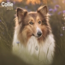 Collie Calendar 2025 Square Dog Breed Wall Calendar - 16 Month - Book