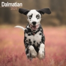 Dalmatian Calendar 2025 Square Dog Breed Wall Calendar - 16 Month - Book