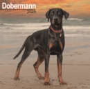 Dobermann (Euro) Calendar 2025 Square Dog Breed Wall Calendar - 16 Month - Book