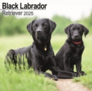 Black Labrador Retriever Calendar 2025 Square Dog Breed Wall Calendar - 16 Month - Book