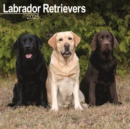 Labrador Retrievers (Mixed) Calendar 2025 Square Dog Breed Wall Calendar - 16 Month - Book